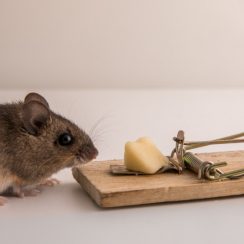 Quel est le meilleur piège à souris ?