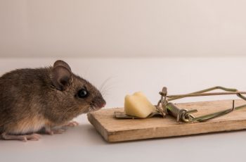 Quel est le meilleur piège à souris ?