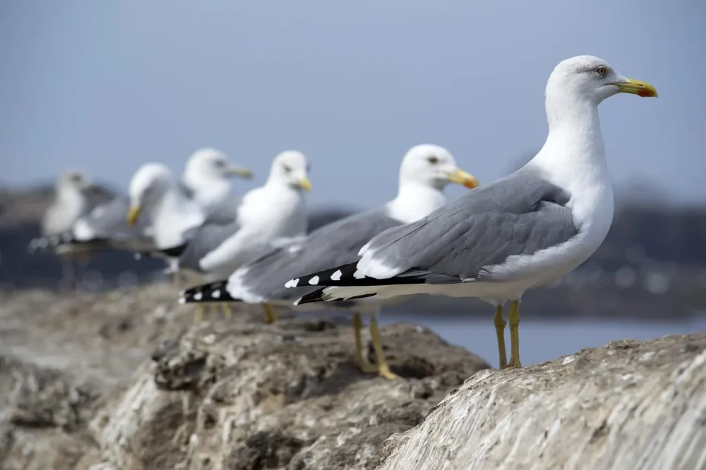 Questions fréquentes sur l'impact écologique des véhicules